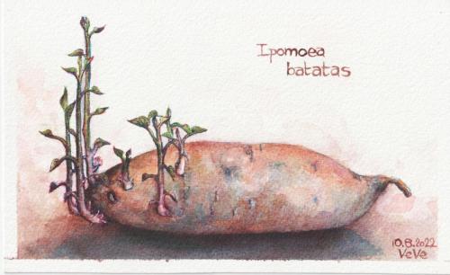20220810_ipomoea_batatas